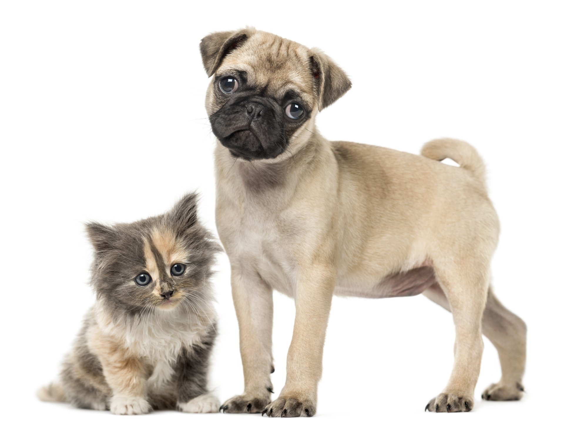 Pug puppy and European shorthair kitten standing on a white studio backdrop.