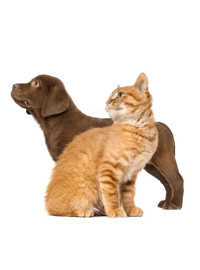 Brown lab puppy mix with a tabby kitten sitting on a white backdrop.