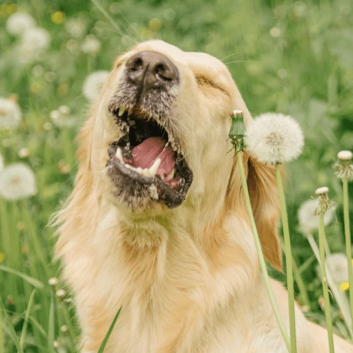 Allergies & Dermatology
