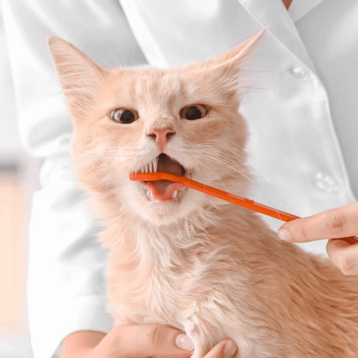 Dental Care