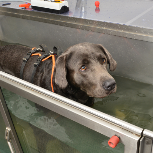 Pet Rehabilitation Services